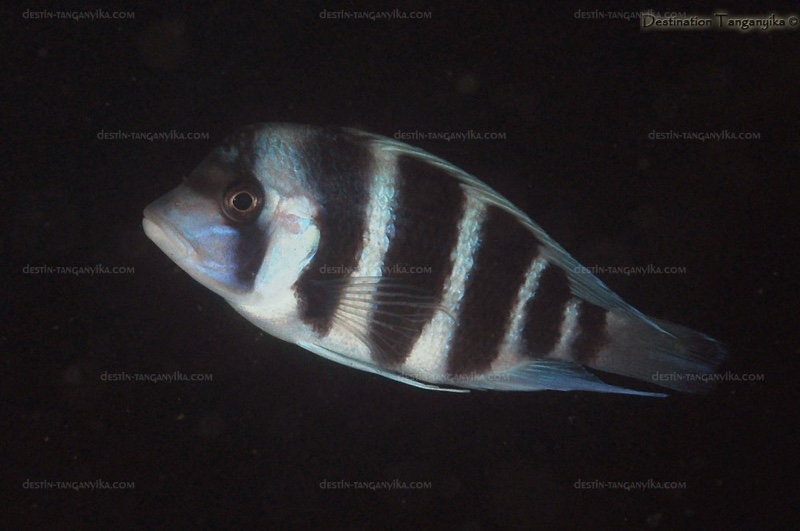 Cyphotilapia gibberosa 'Molwe'